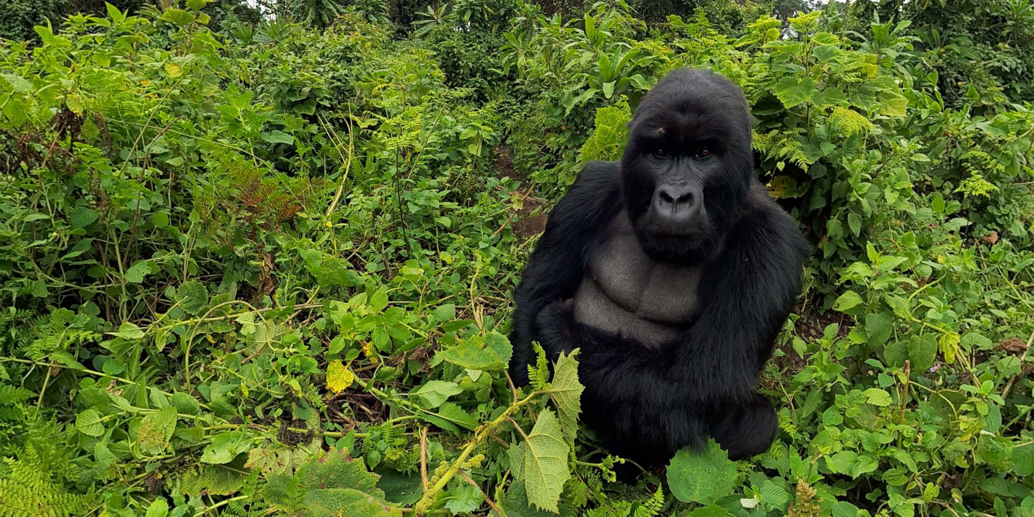 GorillaStare2_4k.jpg
